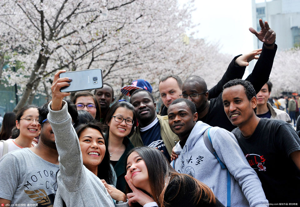 上海同済大学で桜が満開　各国留学生が記念写真を
