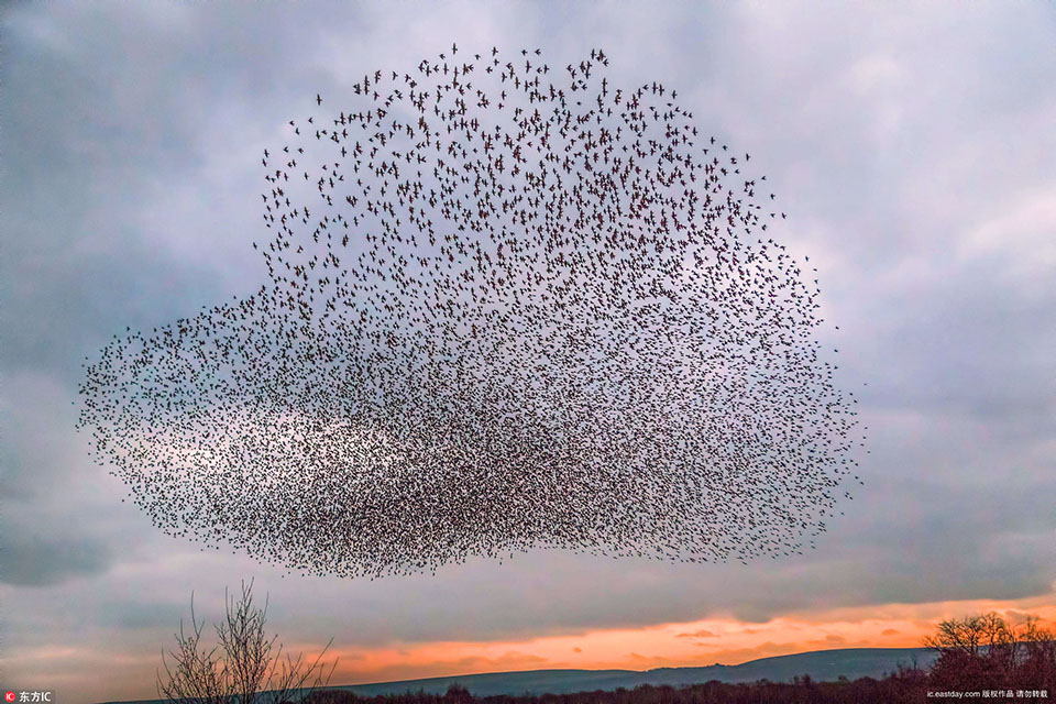 スコットランドの写真家AlanMcFadyenが撮った鳥の写真