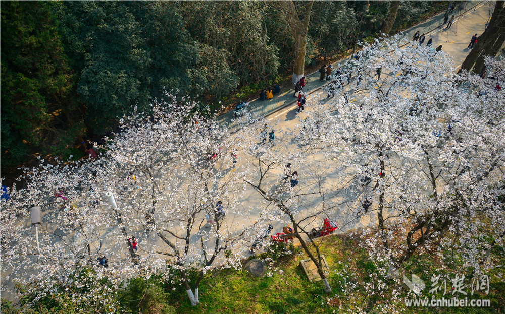 桜シーズン、約１万人が武漢大学へ花見に