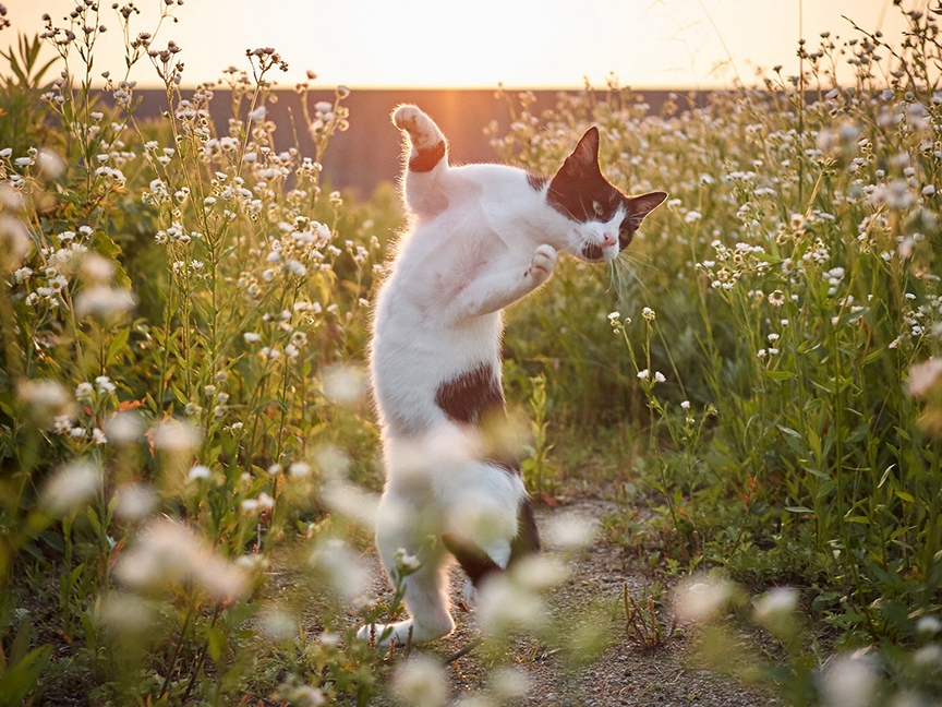 『のら猫拳キッズ』　日本写真家が撮ったカンフー猫
