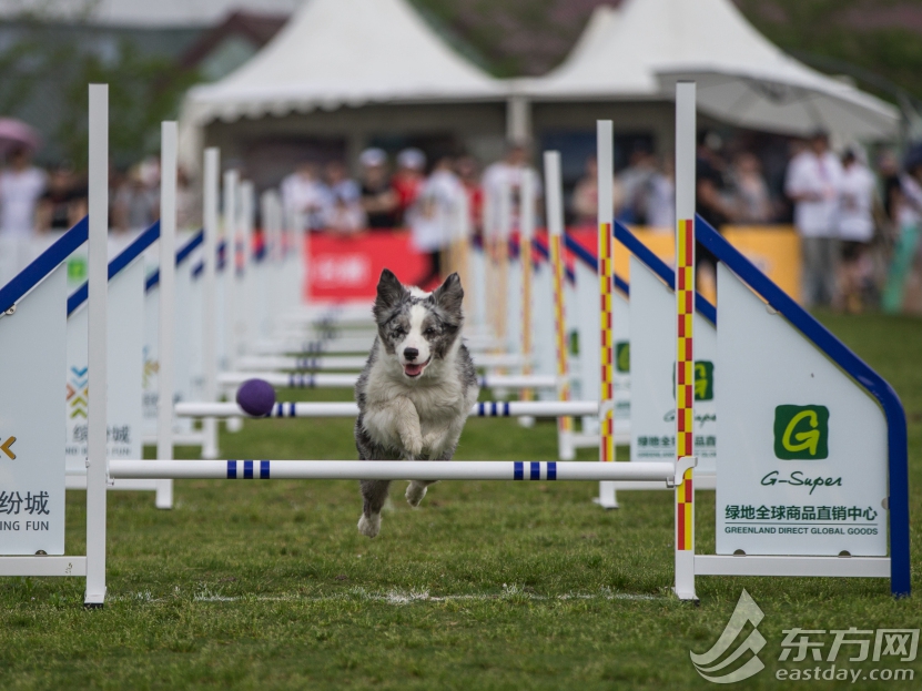 犬のオリンピック　３連休中「白篷展」ペットカーニバルが開催