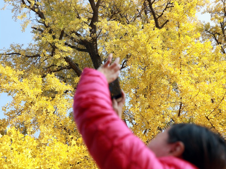 上海の樹齢１２００歳のイチョウが黄金に　最も美しい姿を披露