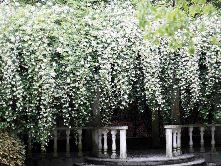 滝のように咲く白モッコウバラ＝上海黄興公園