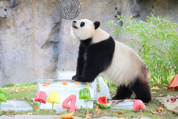 上海野生動物園のパンダ「七七」　４歳の誕生日パーティー